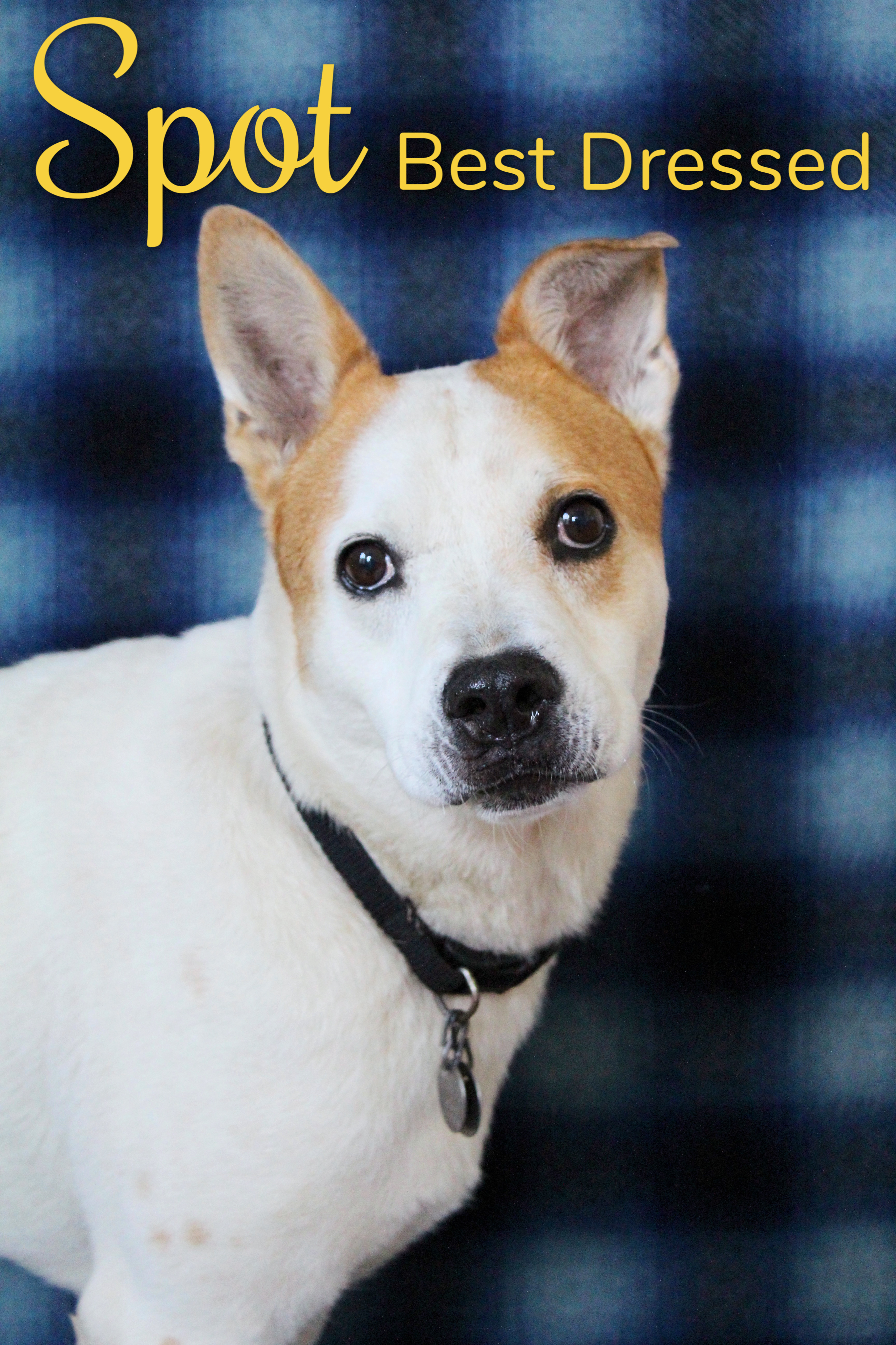 Spot, an adoptable Mixed Breed in Bradenton, FL, 34209 | Photo Image 2