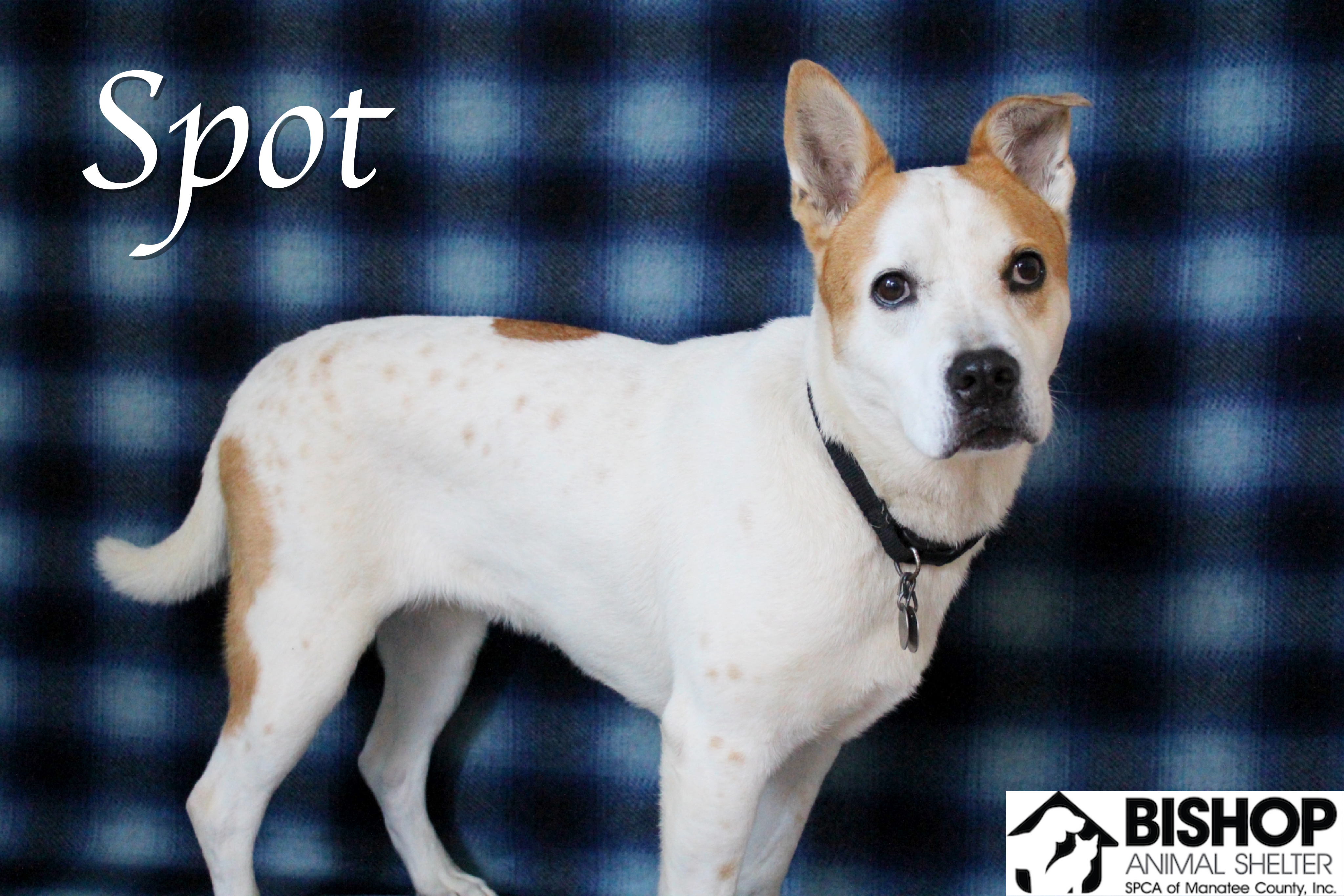 Spot, an adoptable Mixed Breed in Bradenton, FL, 34209 | Photo Image 3