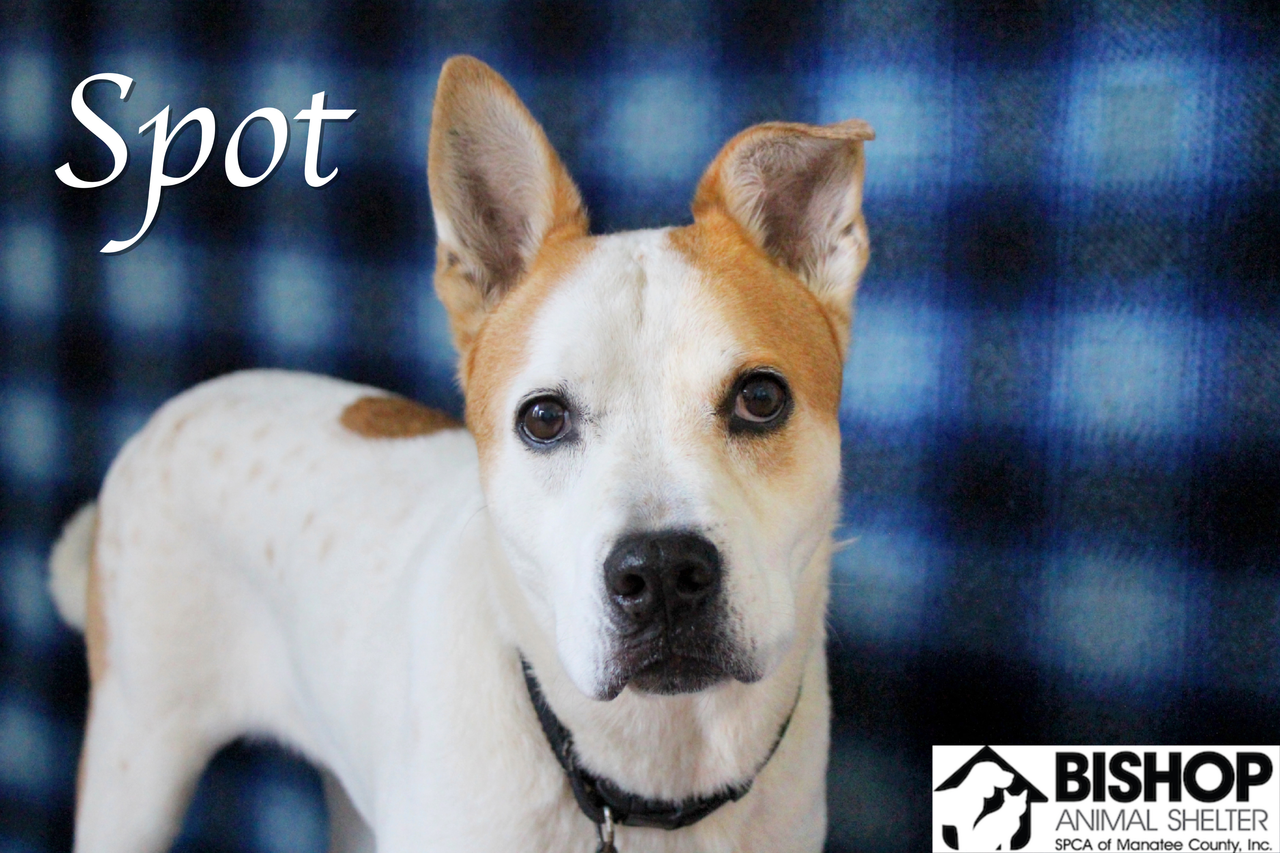 Spot, an adoptable Mixed Breed in Bradenton, FL, 34209 | Photo Image 4