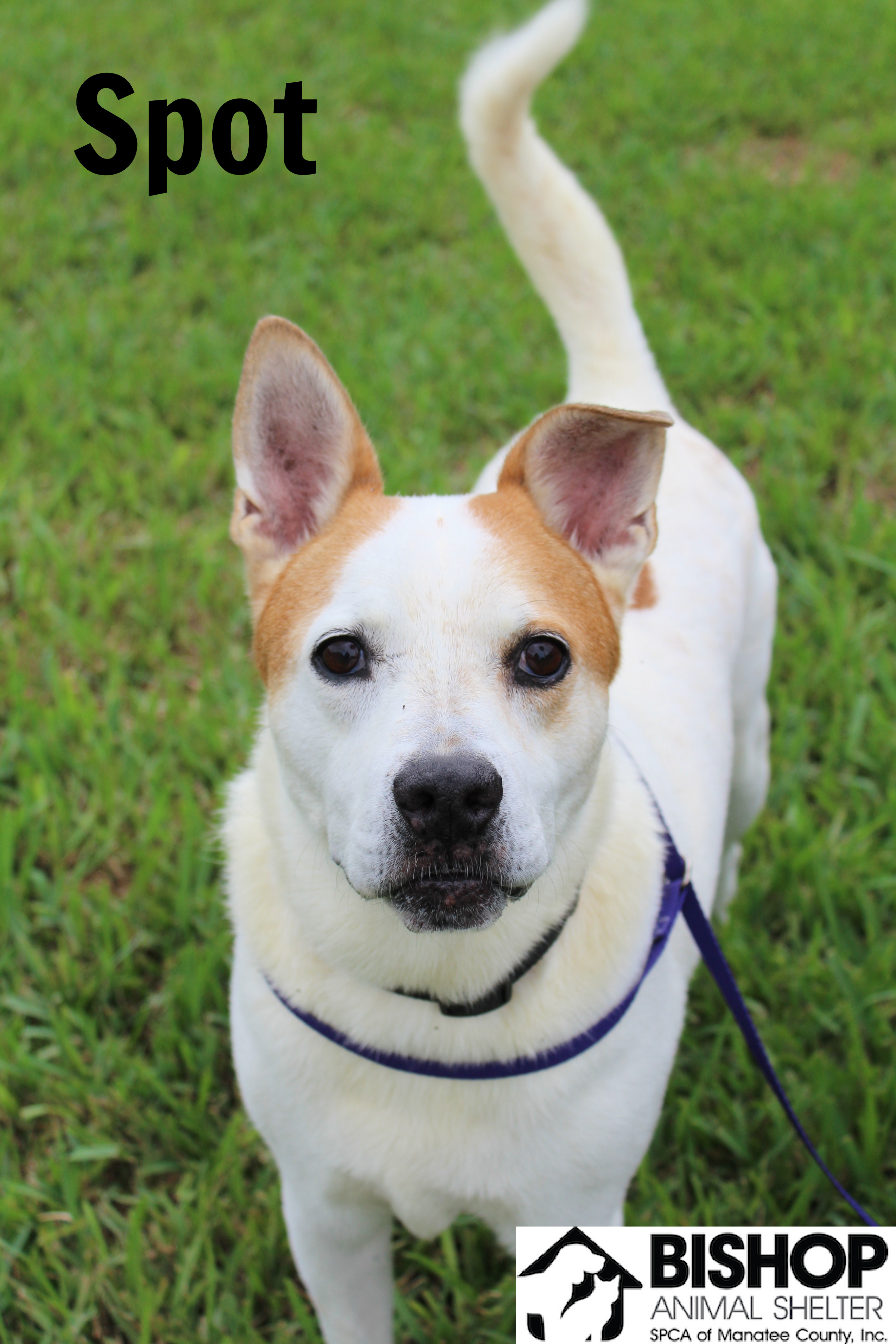 Spot, an adoptable Mixed Breed in Bradenton, FL, 34209 | Photo Image 1