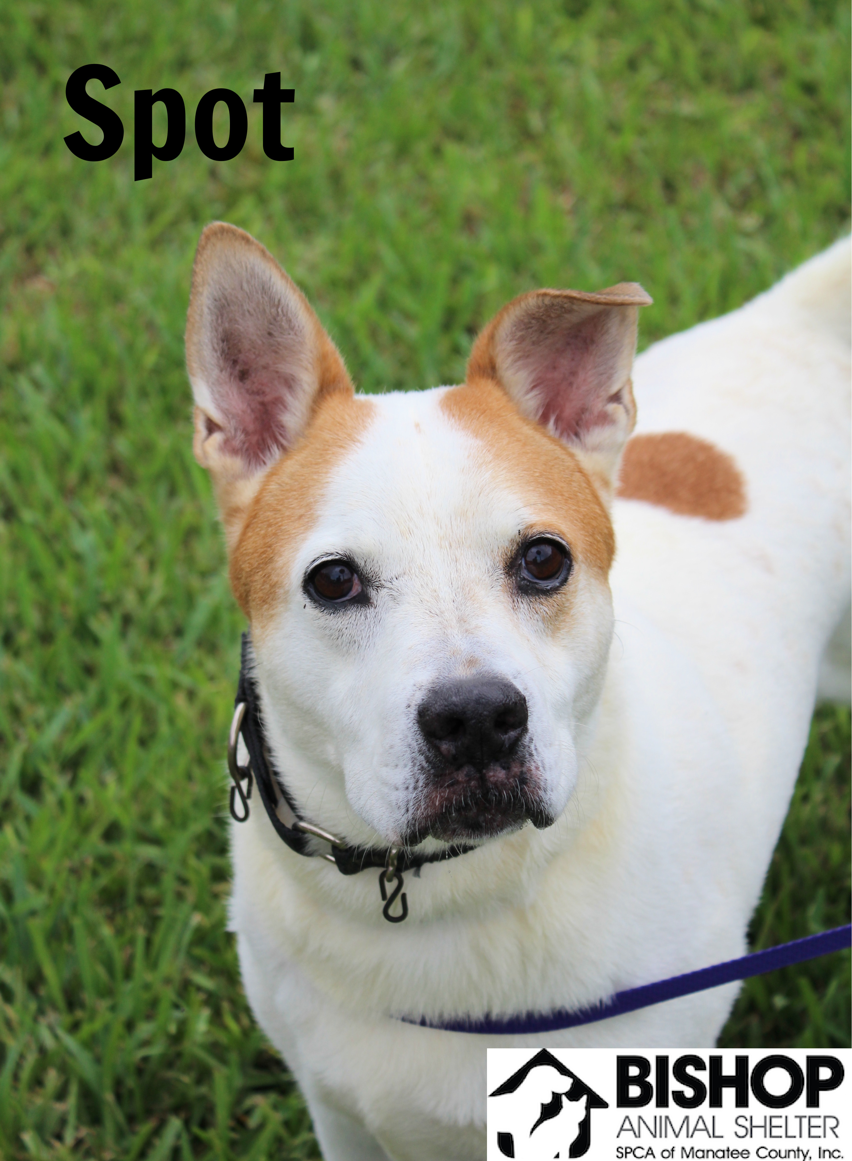 Spot, an adoptable Mixed Breed in Bradenton, FL, 34209 | Photo Image 6