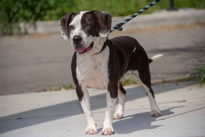 Staffy store beagle mix