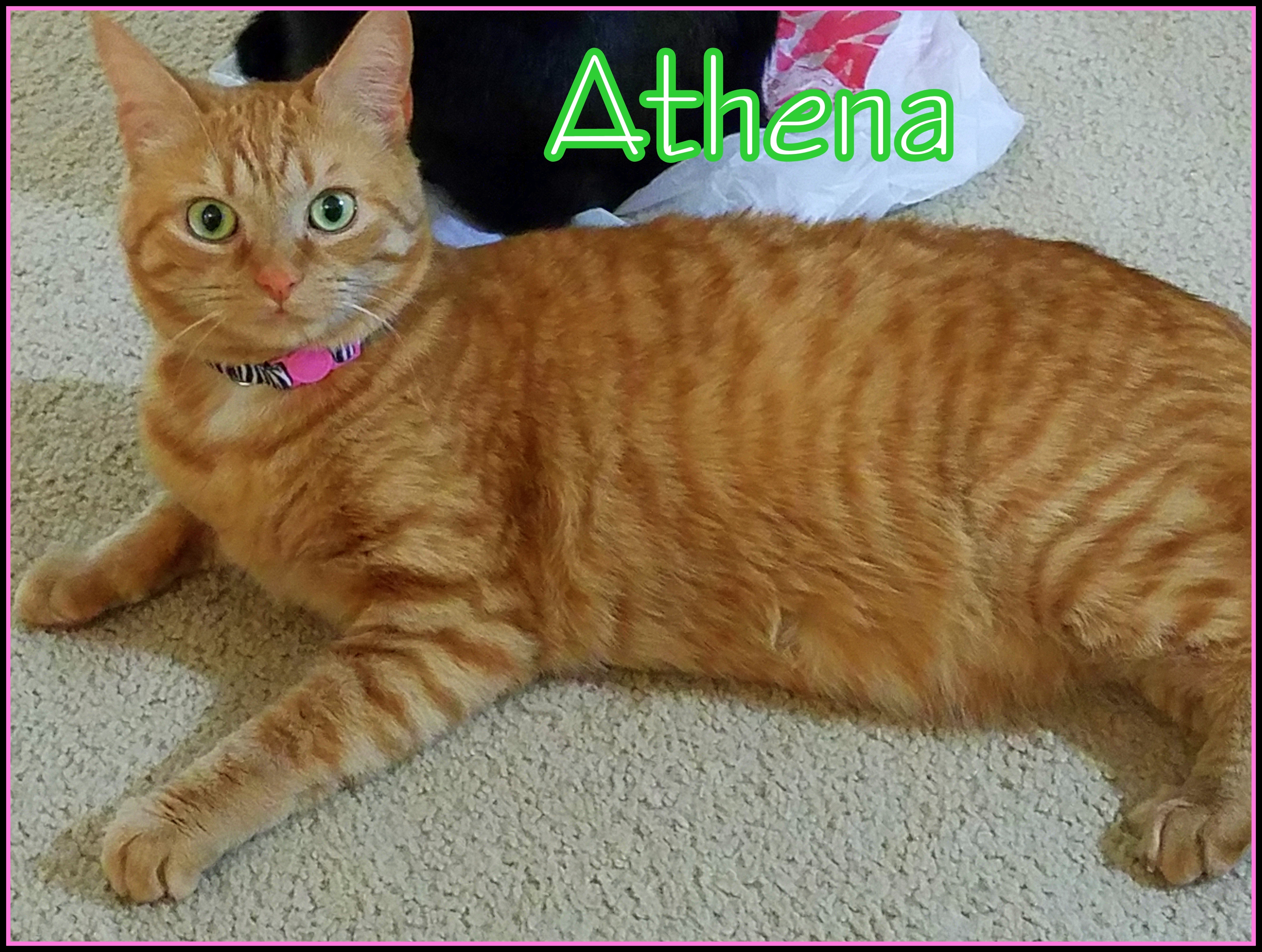 Athena O, an adoptable Domestic Short Hair in Culpeper, VA, 22701 | Photo Image 1
