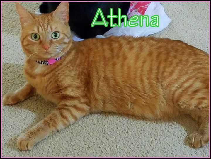 Athena O 1