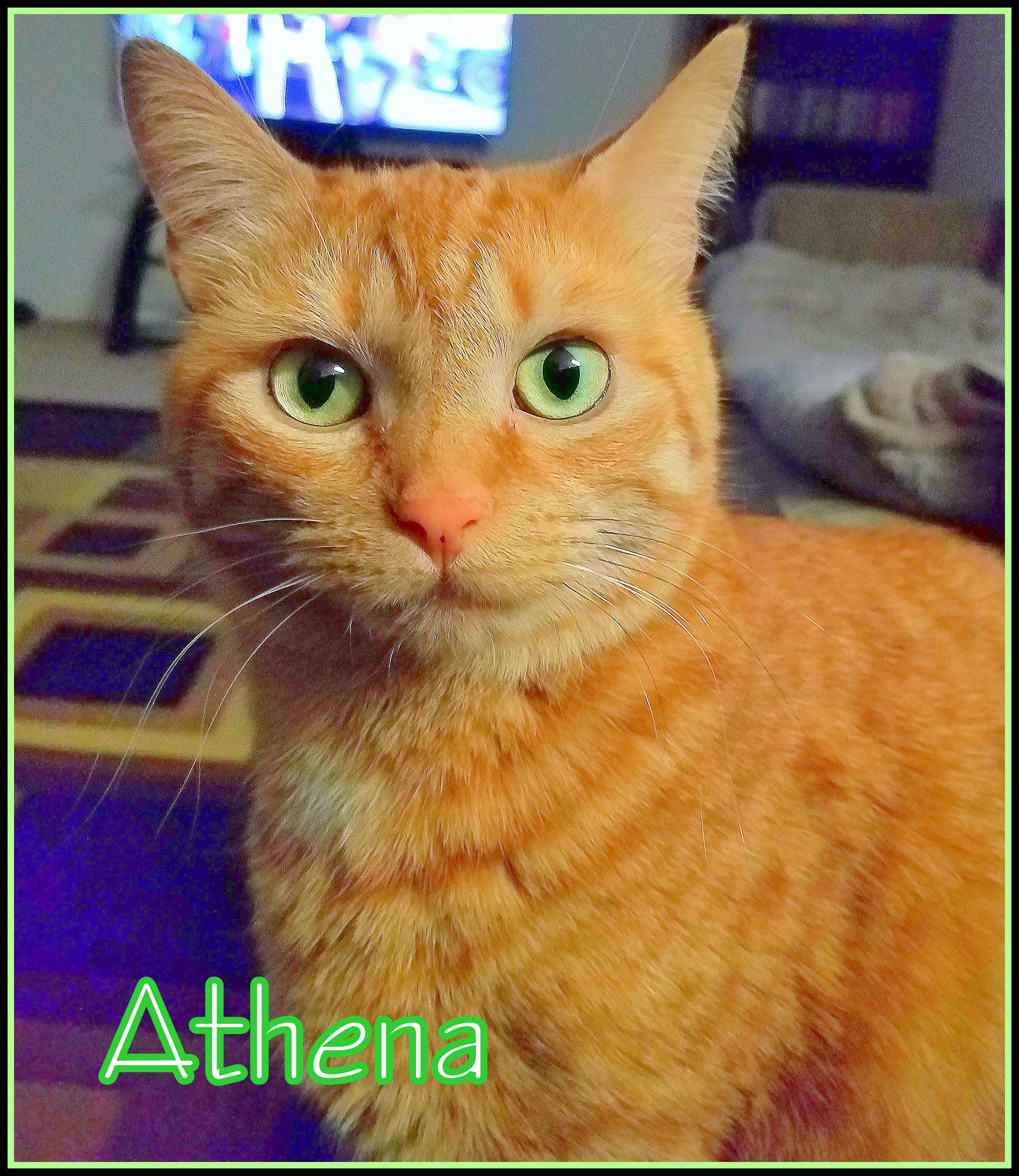 Athena O, an adoptable Domestic Short Hair in Culpeper, VA, 22701 | Photo Image 2