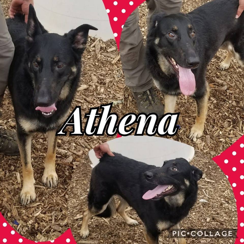 Athena, an adoptable German Shepherd Dog in Grants Pass, OR, 97528 | Photo Image 1