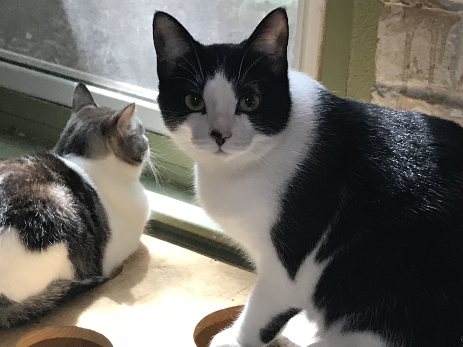 ARABELLA, an adoptable Tuxedo, Domestic Short Hair in Cypress, TX, 77433 | Photo Image 1