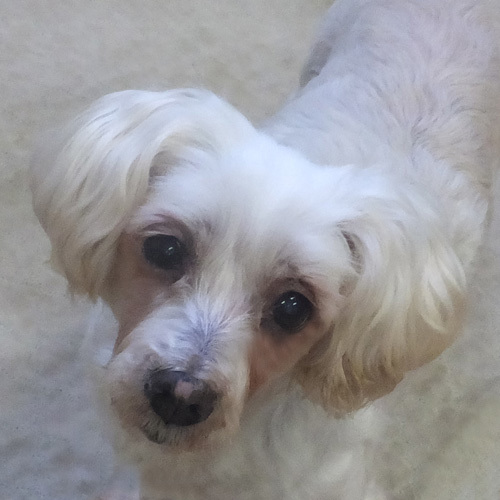 Dog For Adoption Ellie A Poodle Bichon Frise Mix In Trufant Mi Petfinder