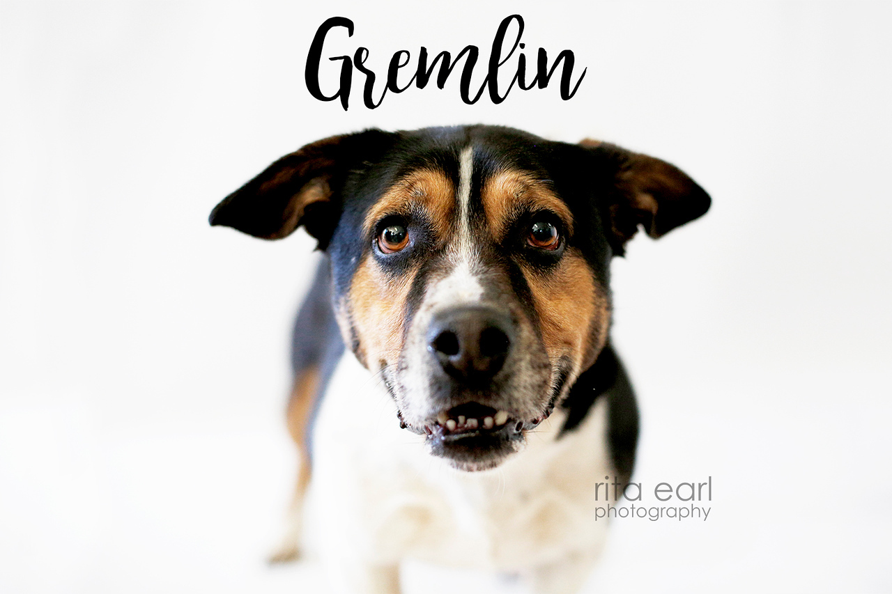 Gremlin, an adoptable Corgi in Acton, CA, 93510 | Photo Image 1