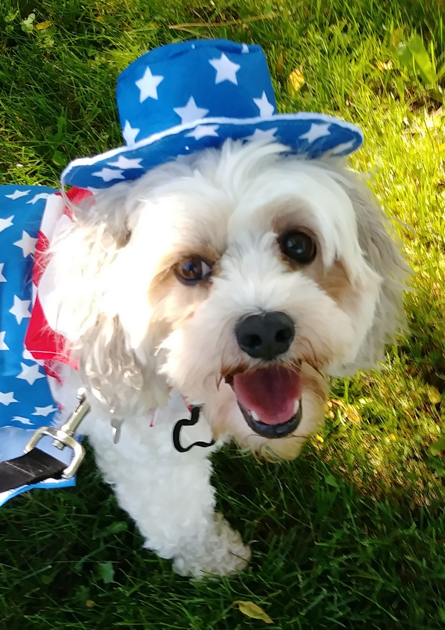 Marnie, an adoptable Lhasa Apso in Palatine, IL, 60067 | Photo Image 2