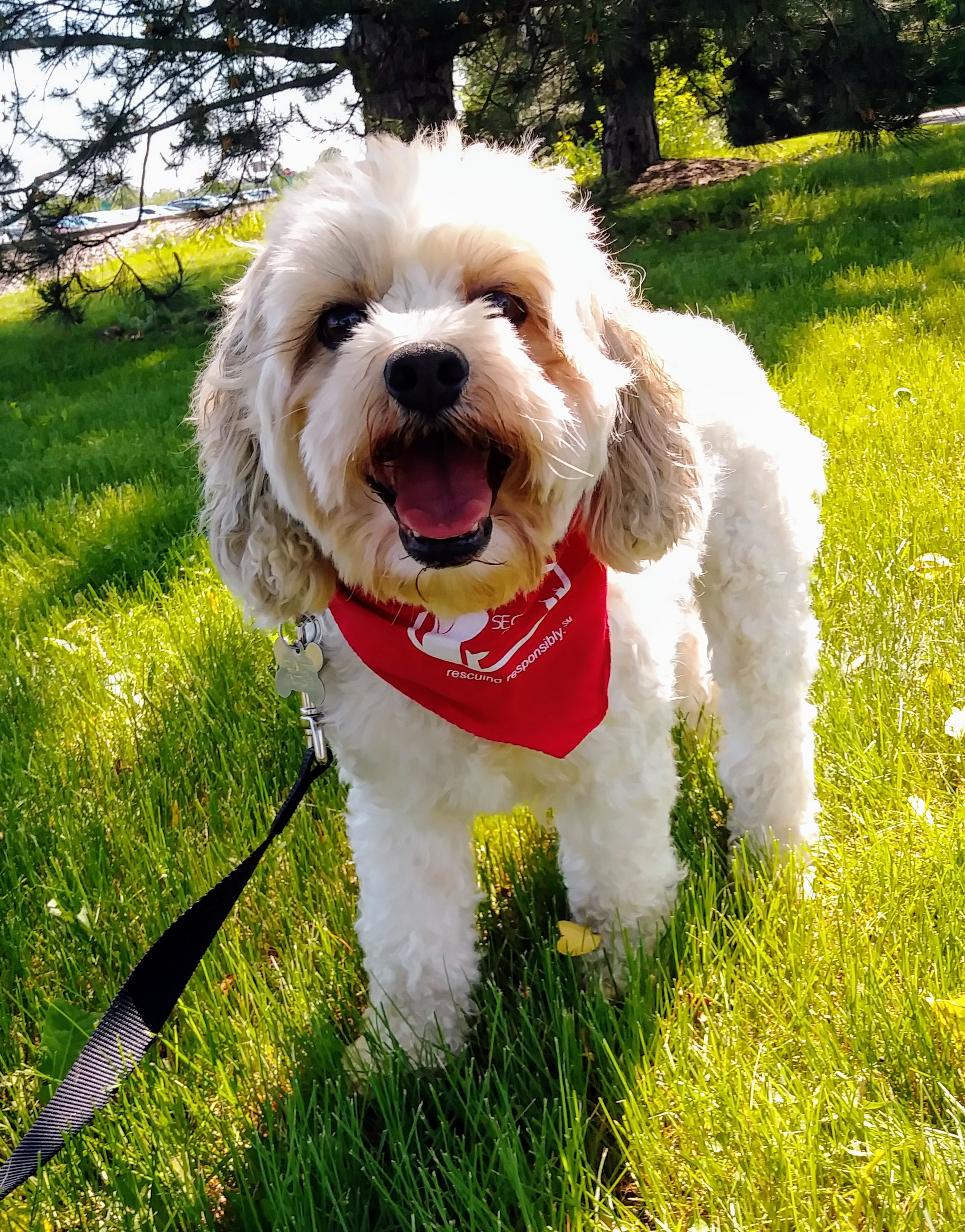 Marnie, an adoptable Lhasa Apso in Palatine, IL, 60067 | Photo Image 4