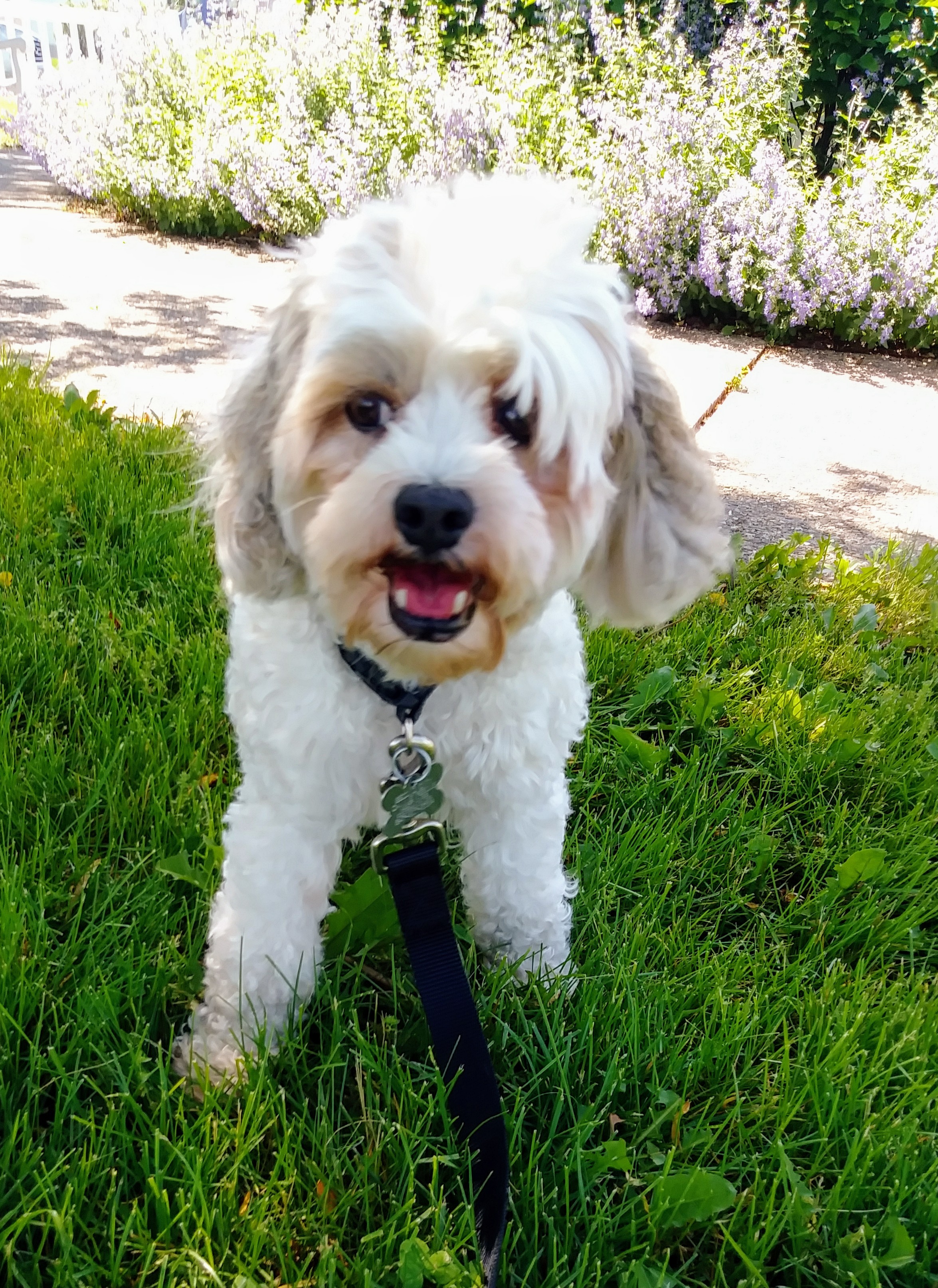 Marnie, an adoptable Lhasa Apso in Palatine, IL, 60067 | Photo Image 6