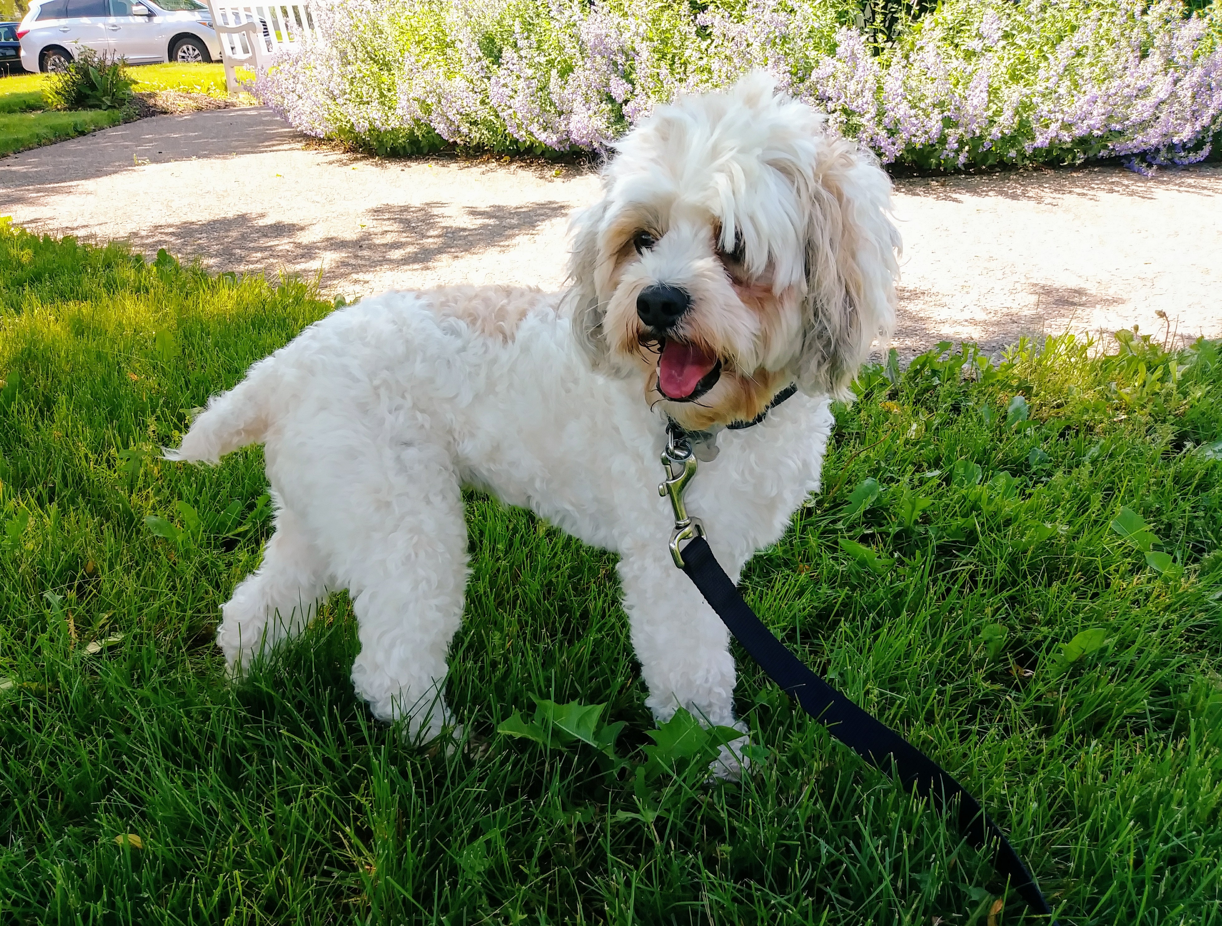 Marnie, an adoptable Lhasa Apso in Palatine, IL, 60067 | Photo Image 7