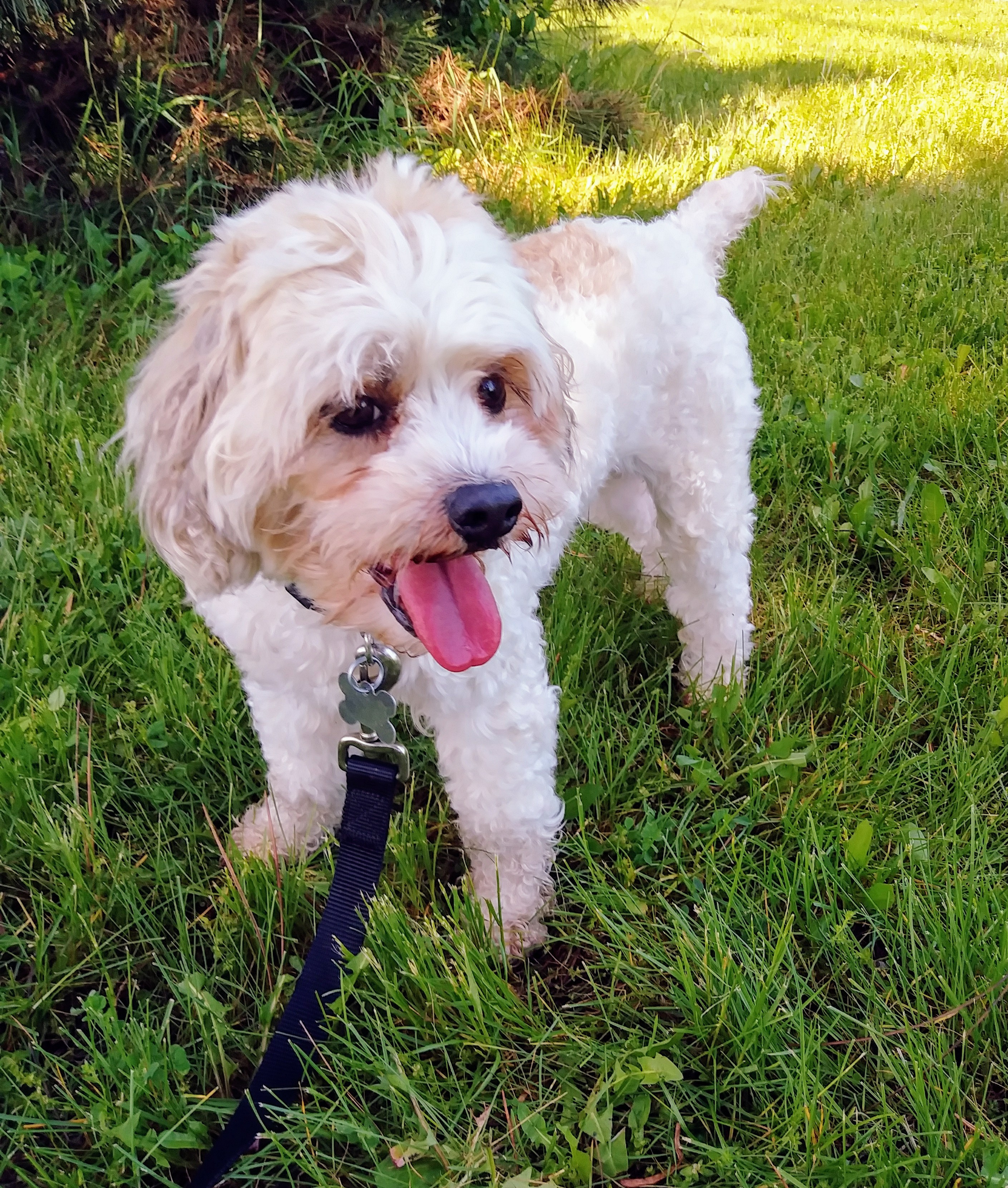 Marnie, an adoptable Lhasa Apso in Palatine, IL, 60067 | Photo Image 8