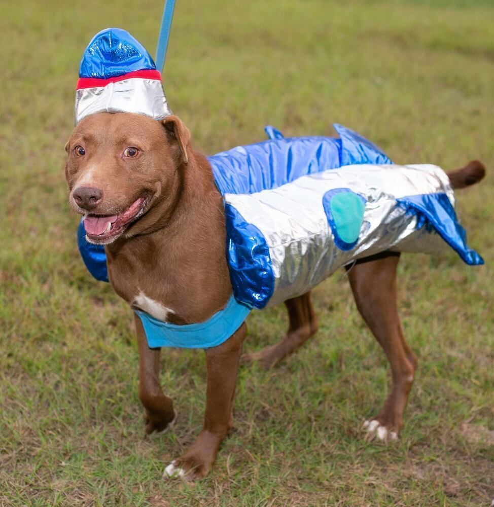 Chance (lab/sharpei), an adoptable Labrador Retriever, Shar-Pei in Troy, AL, 36081 | Photo Image 1