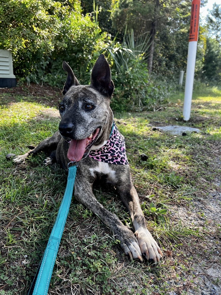 Lucy ***Longest Resident At The Rescue***, an adoptable Pit Bull Terrier in Troy, AL, 36081 | Photo Image 1