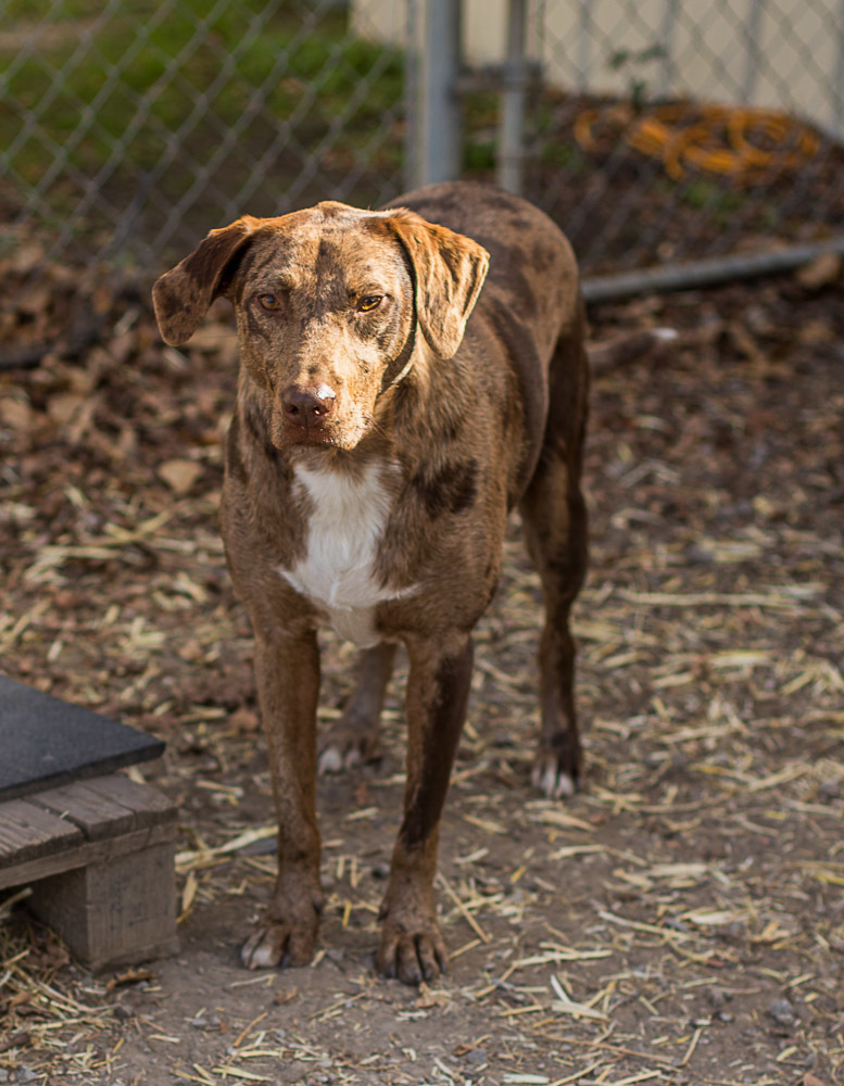 George, an adoptable Catahoula Leopard Dog in Wagoner, OK, 74467 | Photo Image 2