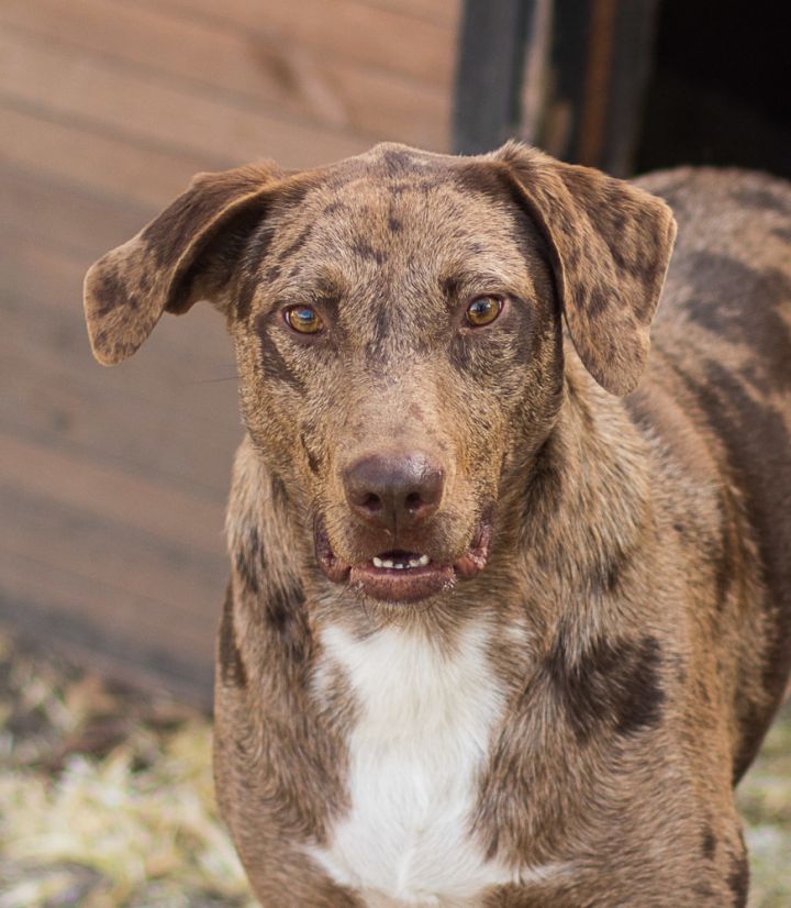 what is a catahoula dog mixed with