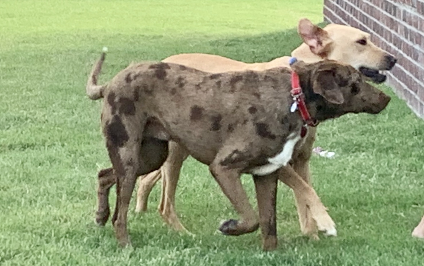 George, an adoptable Catahoula Leopard Dog in Wagoner, OK, 74467 | Photo Image 1