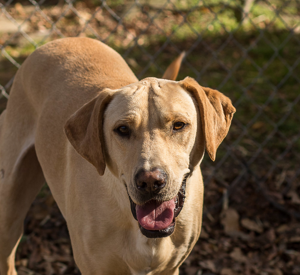 Ringo, an adoptable Labrador Retriever in Wagoner, OK, 74467 | Photo Image 1