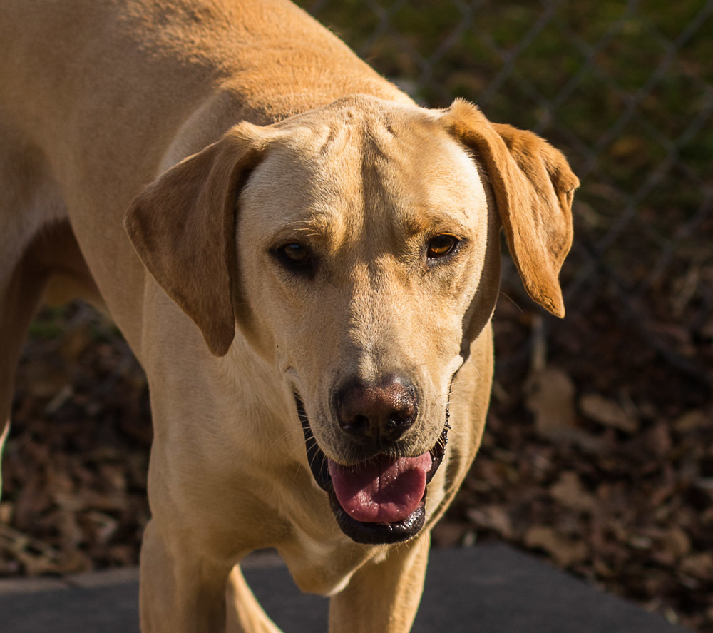 Ringo, an adoptable Labrador Retriever in Wagoner, OK, 74467 | Photo Image 2