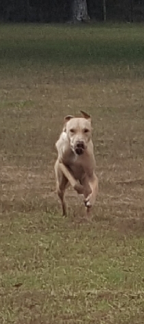Ringo, an adoptable Labrador Retriever in Wagoner, OK, 74467 | Photo Image 3