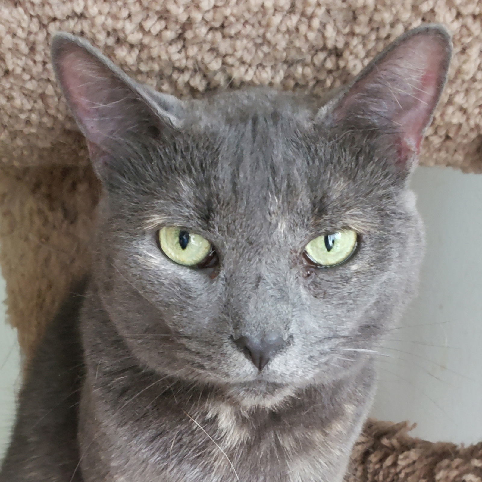 Jeannie, an adoptable Domestic Short Hair in Philadelphia, PA, 19111 | Photo Image 1