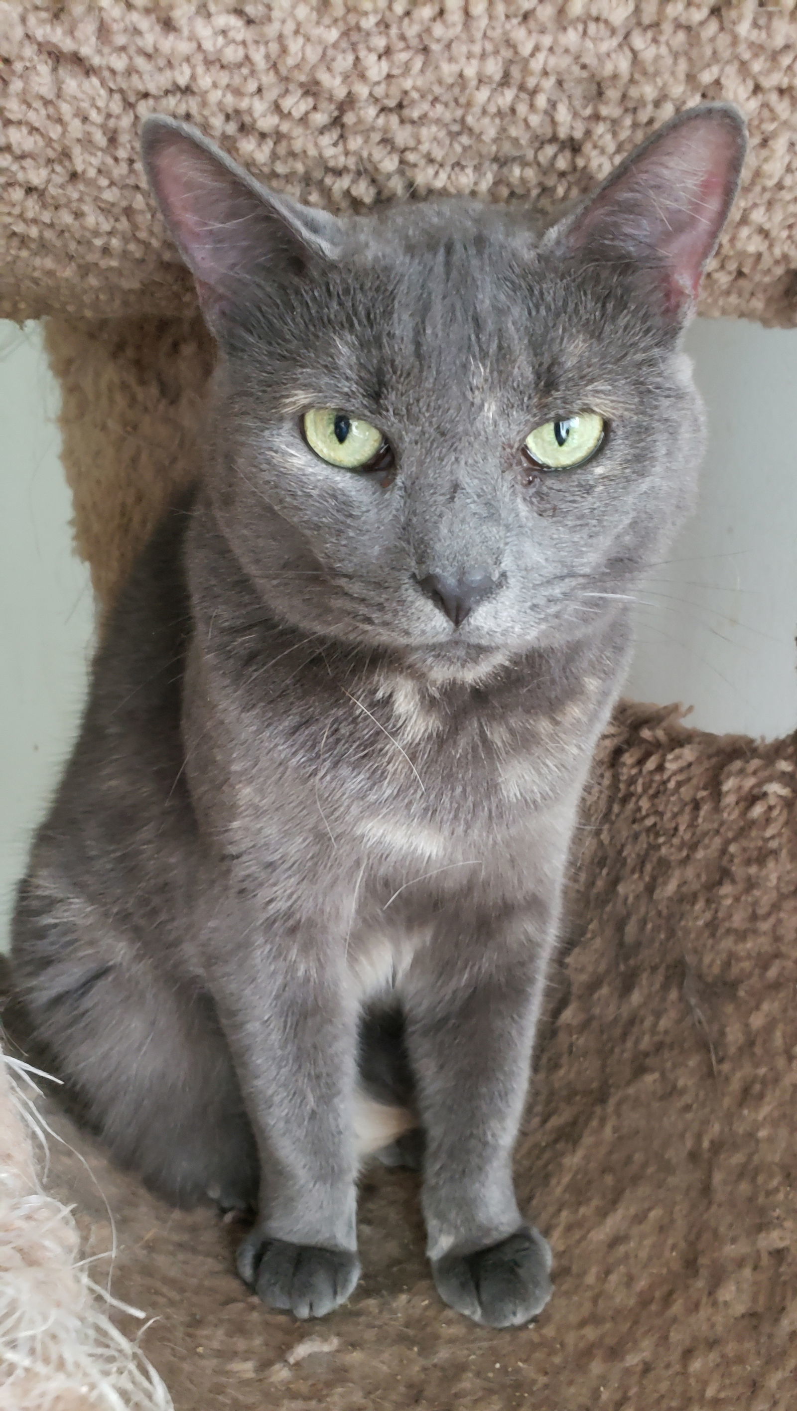 Jeannie, an adoptable Domestic Short Hair in Philadelphia, PA, 19111 | Photo Image 2