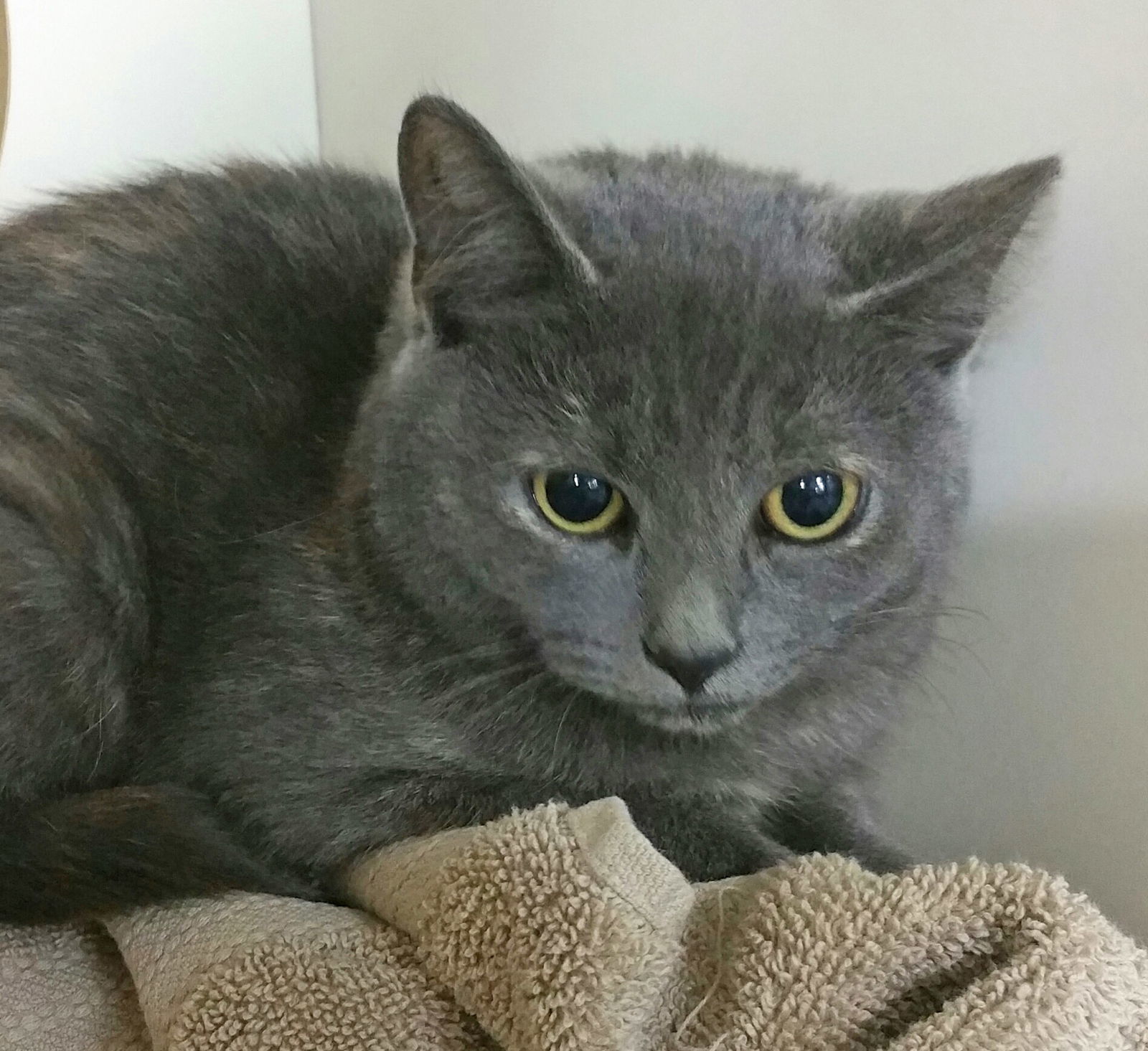 Jeannie, an adoptable Domestic Short Hair in Philadelphia, PA, 19111 | Photo Image 3