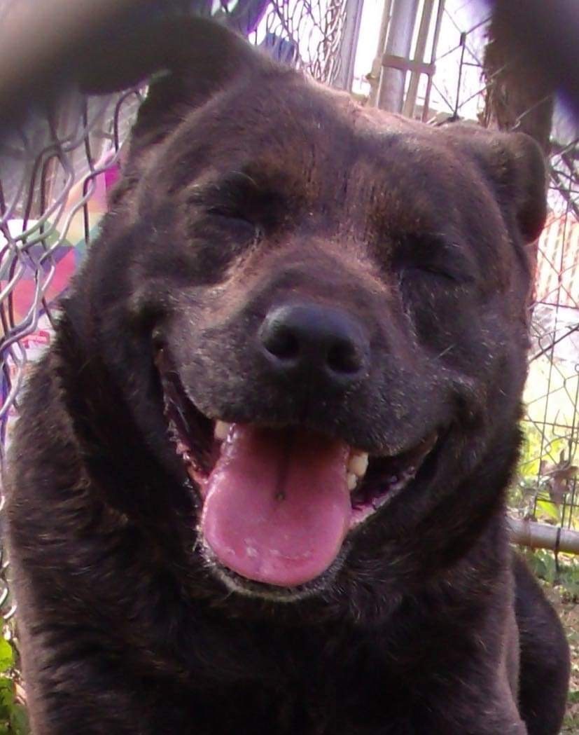 Monica, an adoptable Plott Hound, Staffordshire Bull Terrier in Yukon, OK, 73099 | Photo Image 1