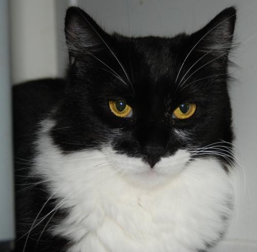 Cat For Adoption Raquel A Domestic Medium Hair In Morgan Hill