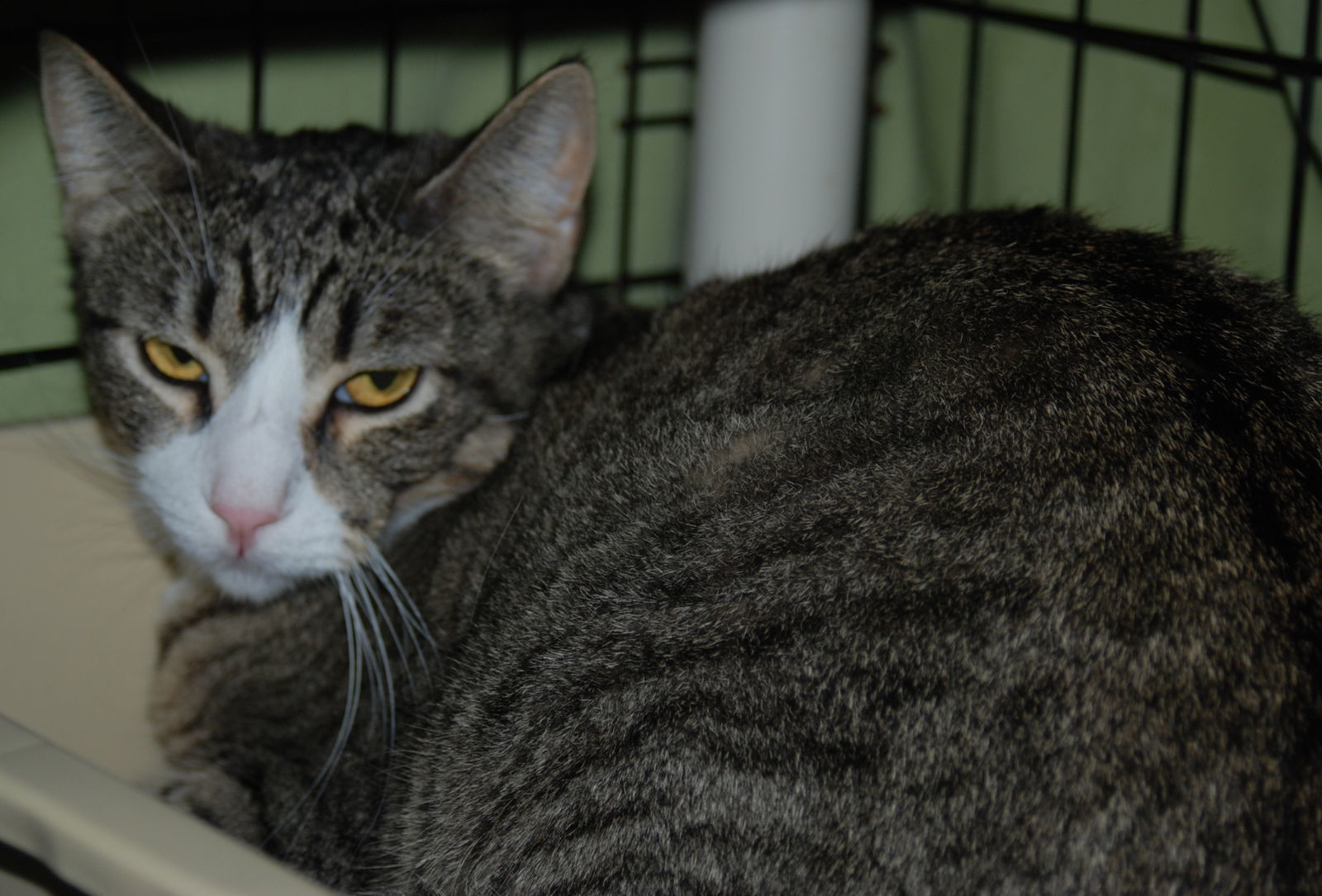 Graycie, an adoptable Domestic Medium Hair in Morgan Hill, CA, 95038 | Photo Image 1