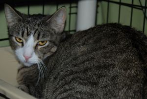 Graycie, Adult Female unknown