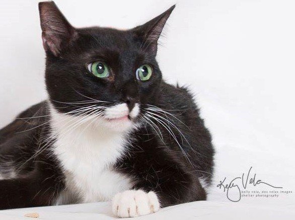 Brummel, an adoptable Tuxedo, Domestic Short Hair in Yucca Valley, CA, 92284 | Photo Image 1