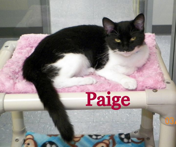 Paige 1