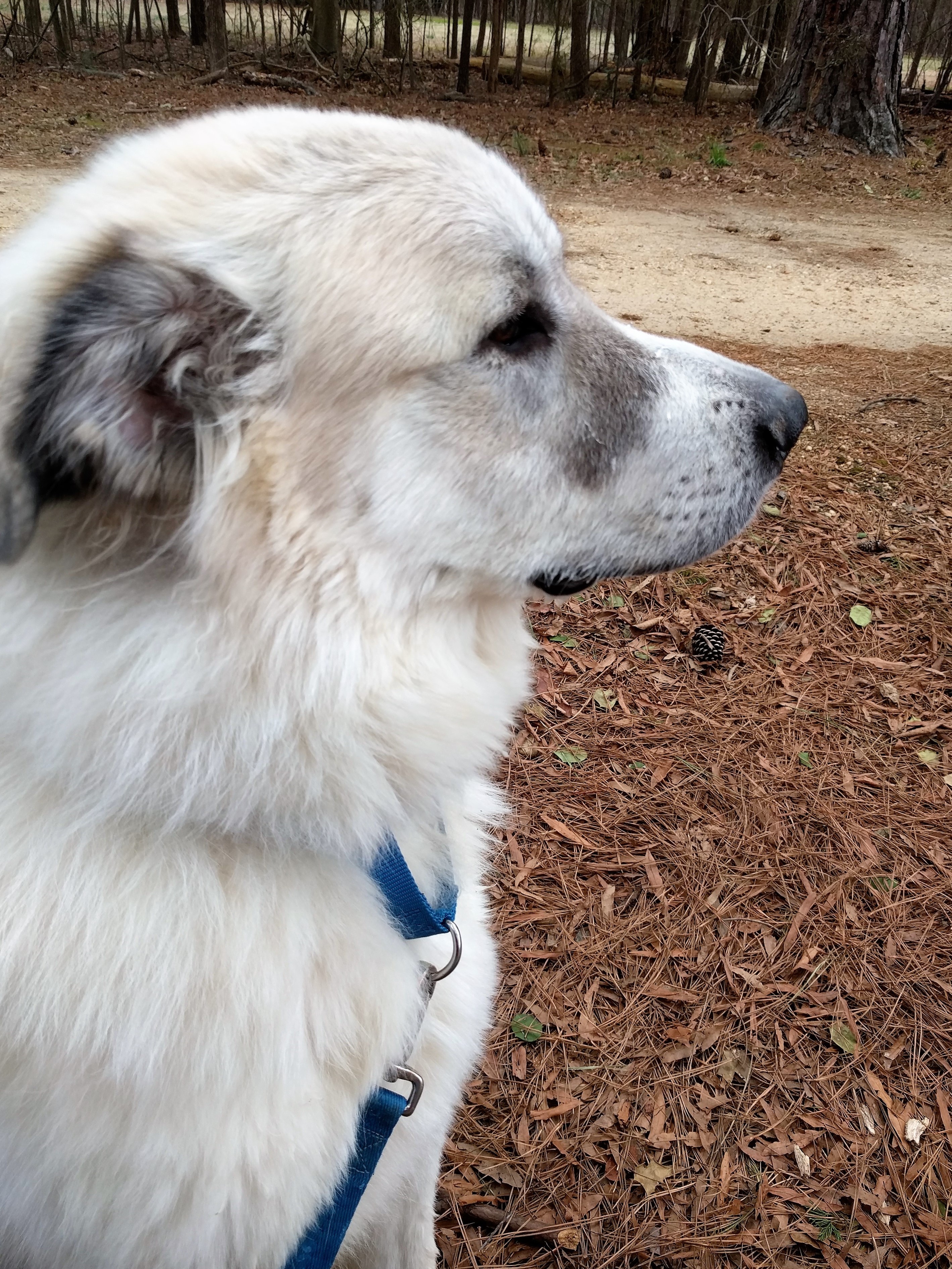 Kai, an adoptable Great Pyrenees in Richmond, VA, 23231 | Photo Image 2
