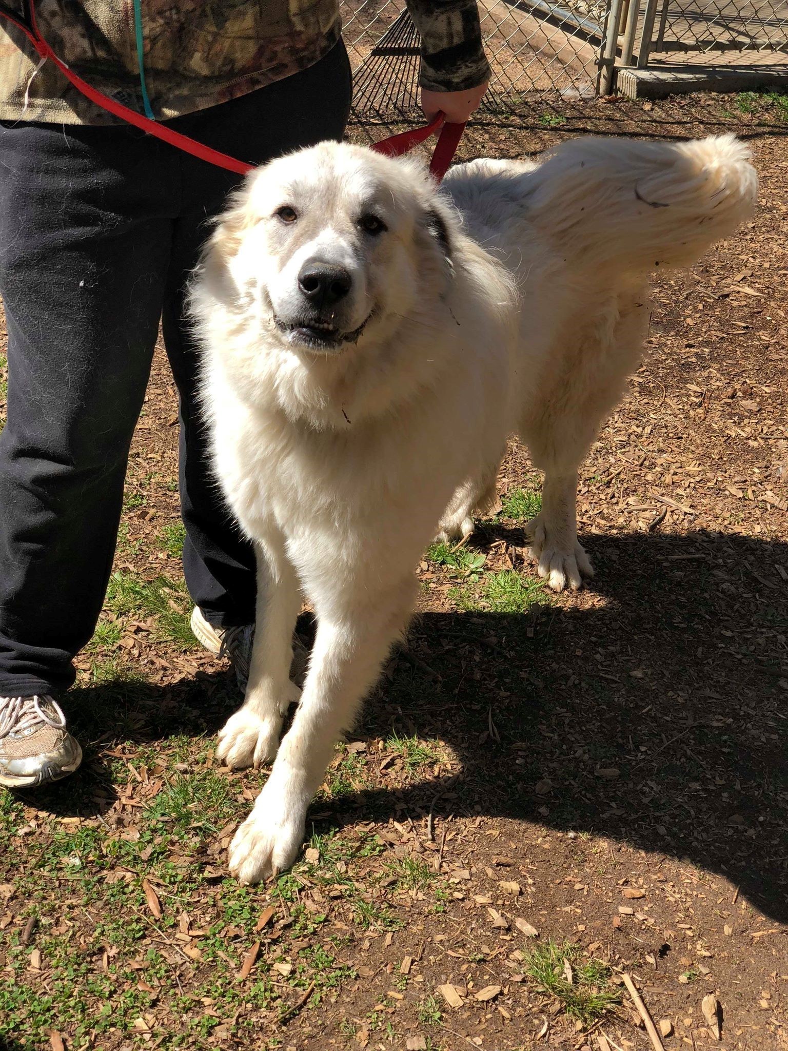 Kai, an adoptable Great Pyrenees in Richmond, VA, 23231 | Photo Image 4