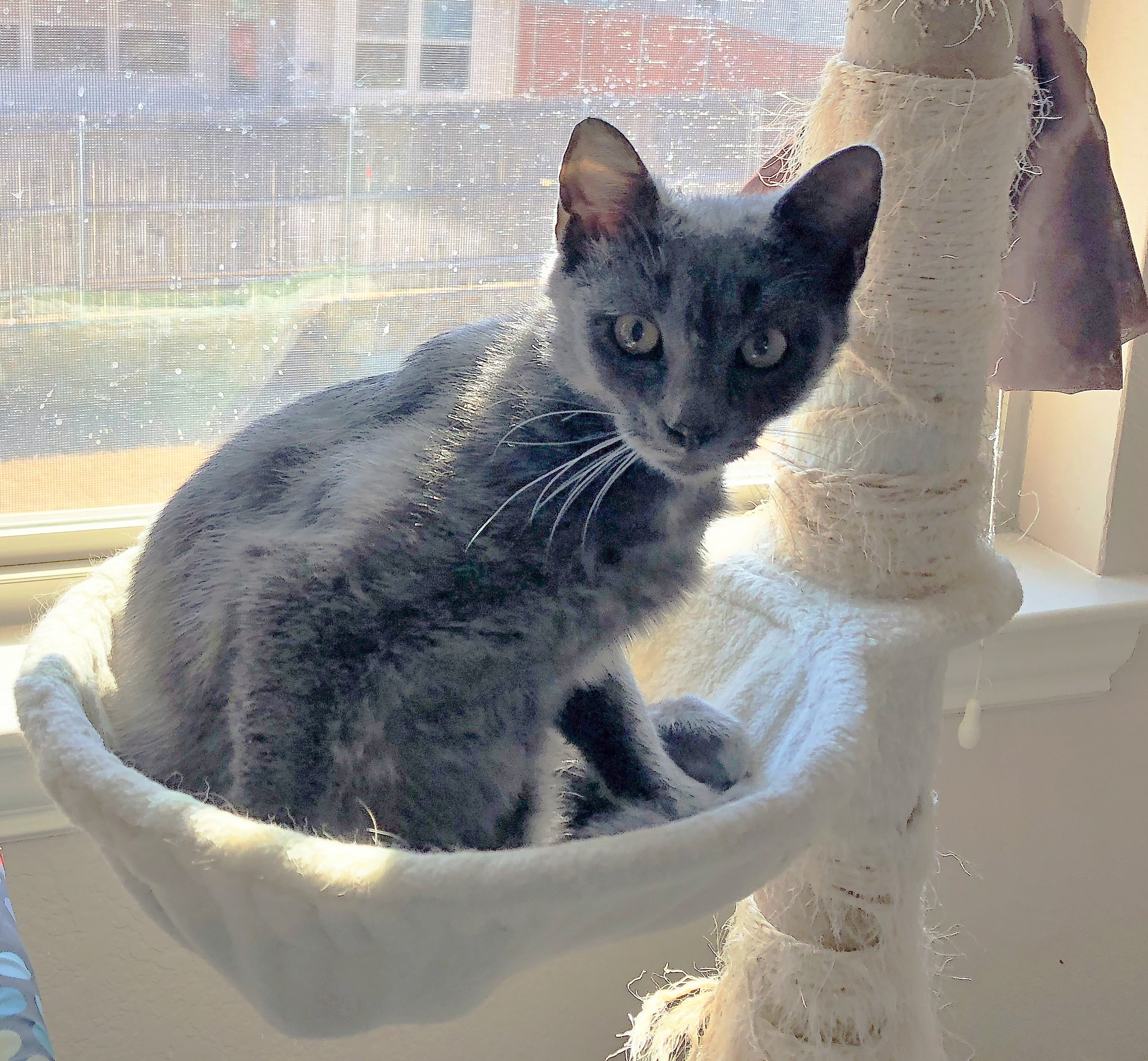 Frosty, an adoptable Domestic Short Hair in Fort Worth, TX, 76121 | Photo Image 2