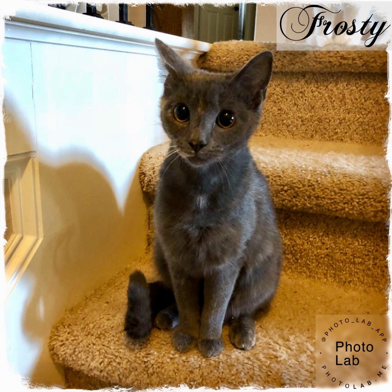 Frosty, an adoptable Domestic Short Hair in Fort Worth, TX, 76121 | Photo Image 3