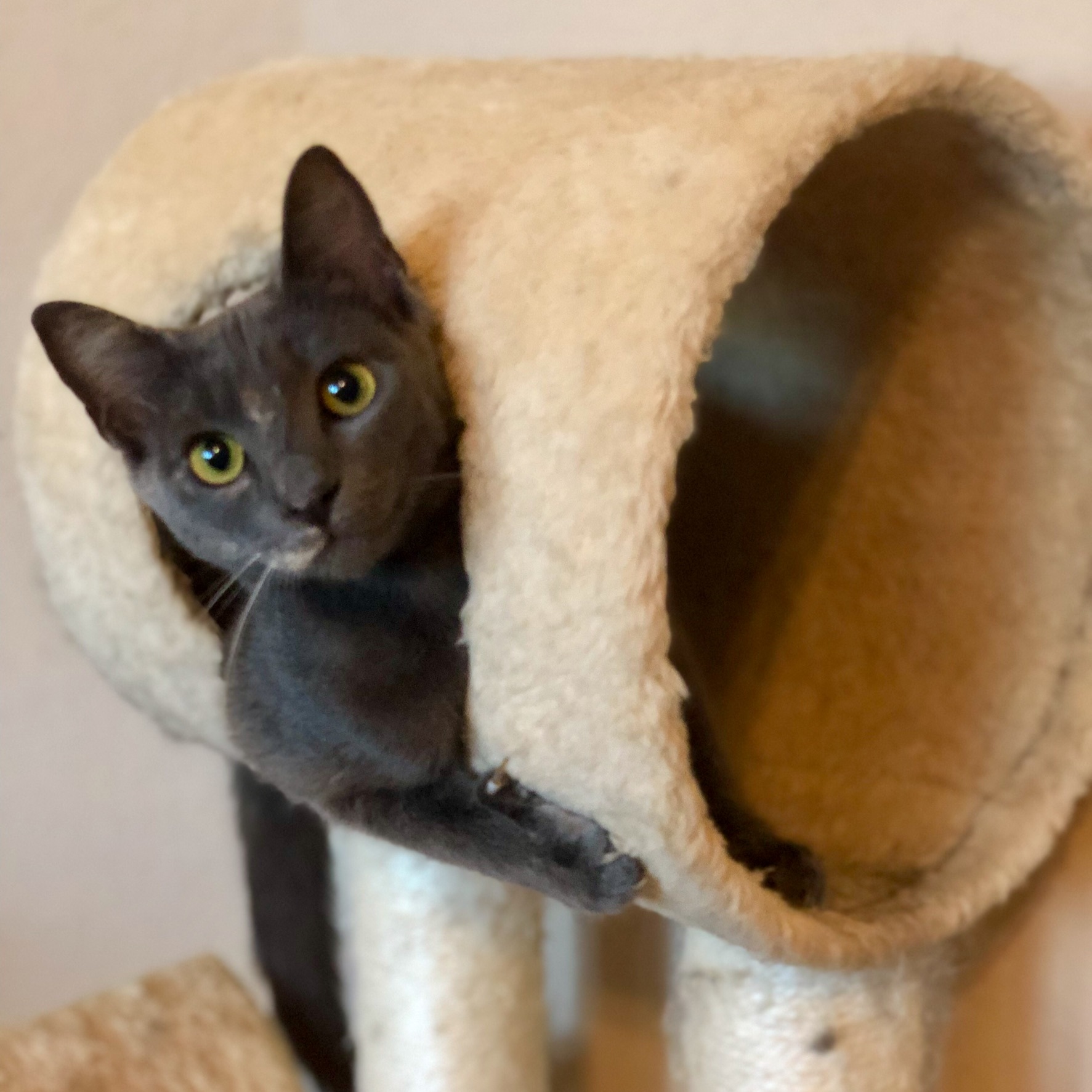 Frosty, an adoptable Domestic Short Hair in Fort Worth, TX, 76121 | Photo Image 4