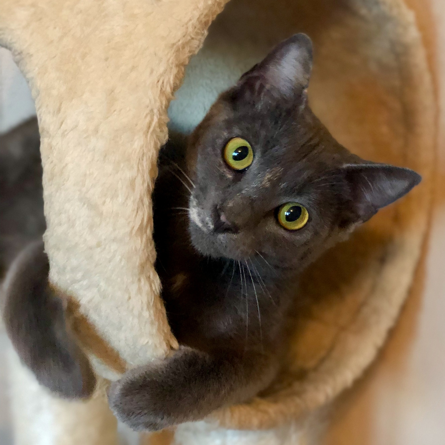 Frosty, an adoptable Domestic Short Hair in Fort Worth, TX, 76121 | Photo Image 5