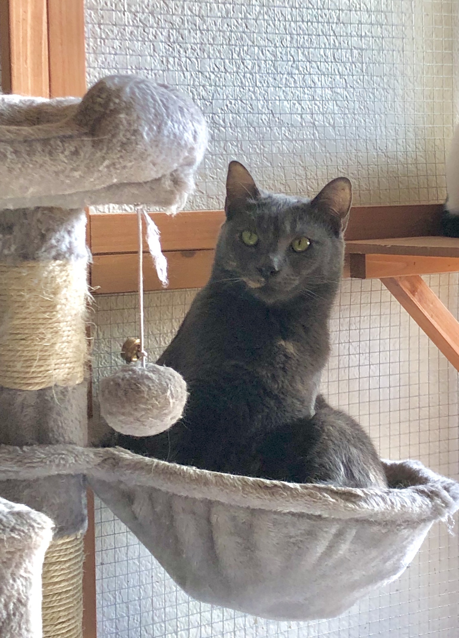 Frosty, an adoptable Domestic Short Hair in Fort Worth, TX, 76121 | Photo Image 6