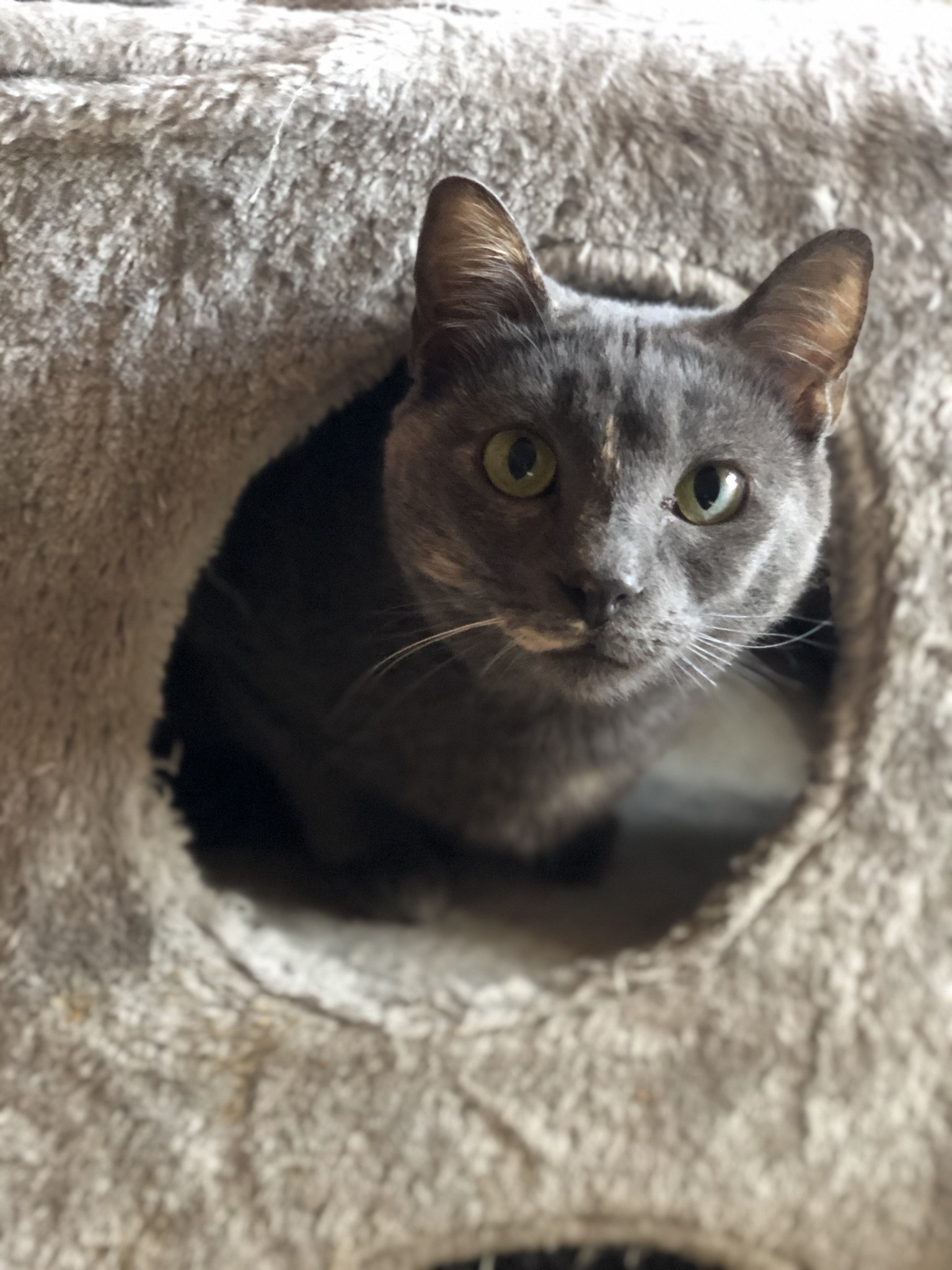 Frosty, an adoptable Domestic Short Hair in Fort Worth, TX, 76121 | Photo Image 1
