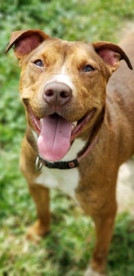 Izadora, an adoptable American Staffordshire Terrier in Samson, AL, 36477 | Photo Image 4