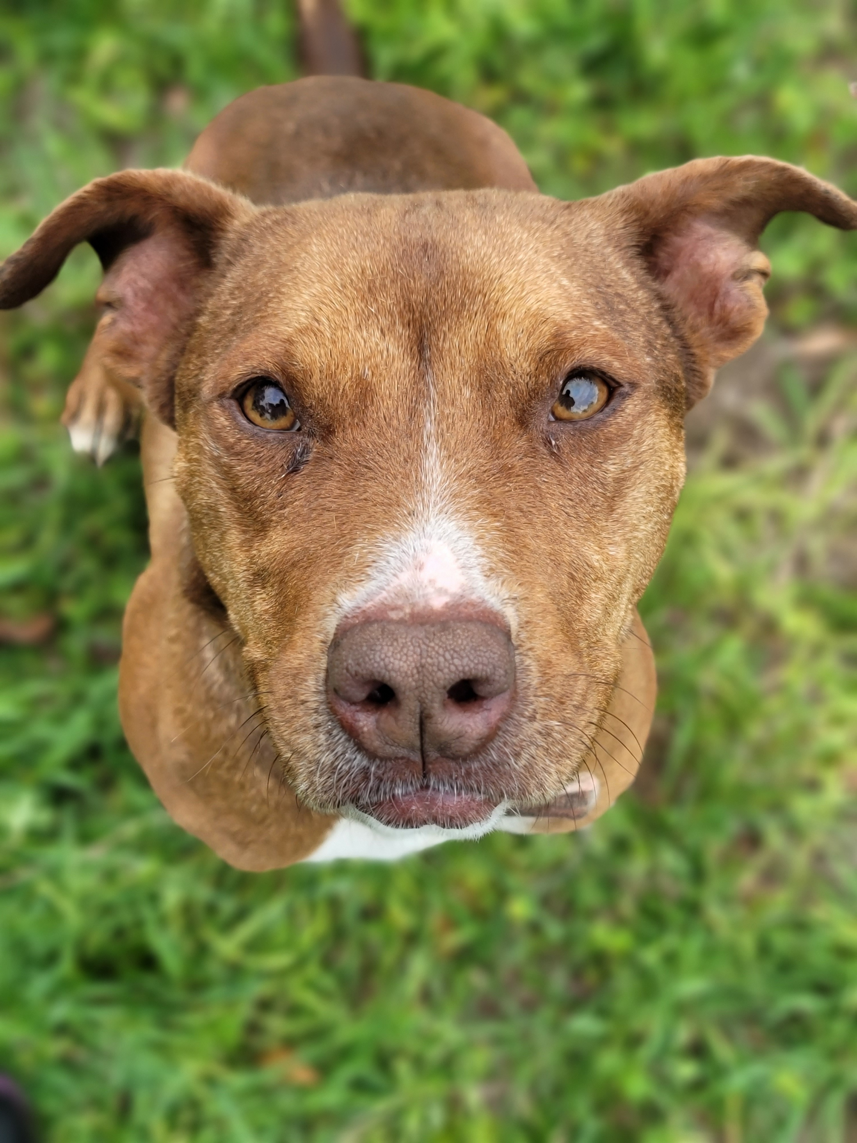 Izadora, an adoptable American Staffordshire Terrier in Samson, AL, 36477 | Photo Image 1