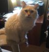 petfinder ragdoll