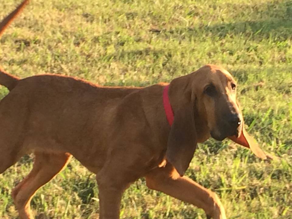 Tucker, an adoptable Bloodhound in Dallas, TX, 75229 | Photo Image 2