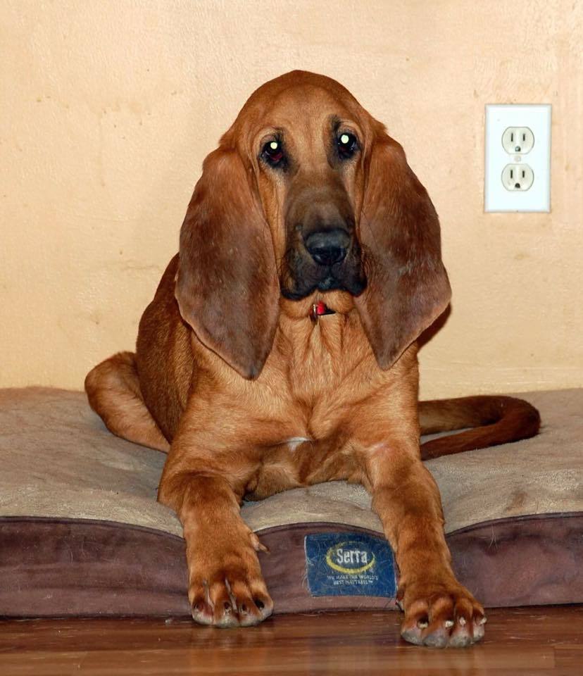 Tucker, an adoptable Bloodhound in Dallas, TX, 75229 | Photo Image 3