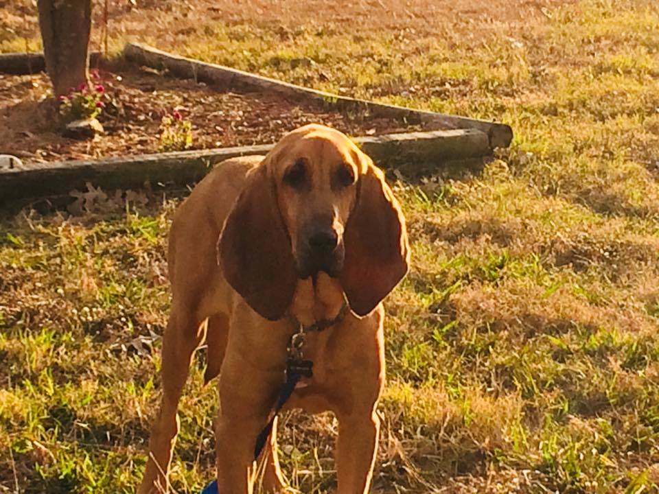 Tucker, an adoptable Bloodhound in Dallas, TX, 75229 | Photo Image 6