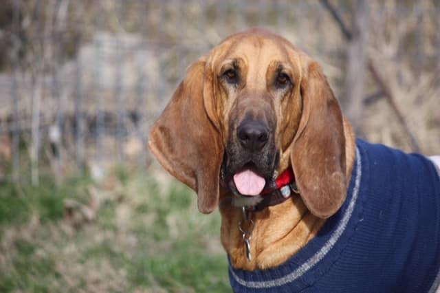 Tucker, an adoptable Bloodhound in Dallas, TX, 75229 | Photo Image 1